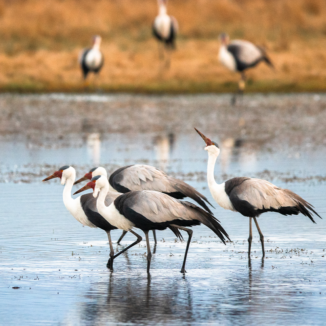 Wattled Crane downlisted regionally