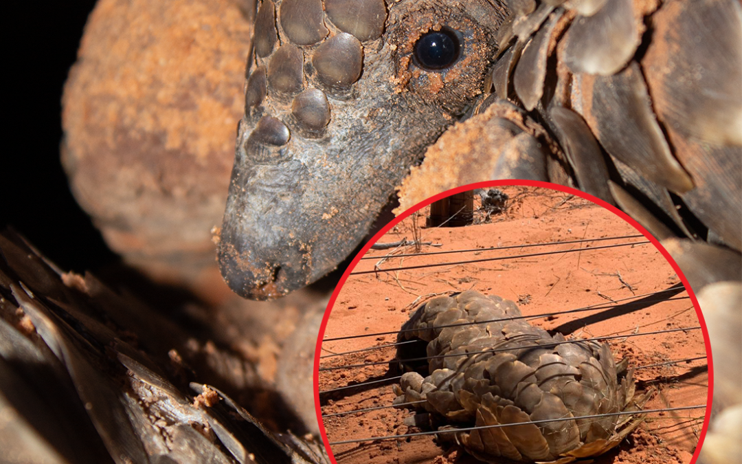 Sparking to save small vertebrates