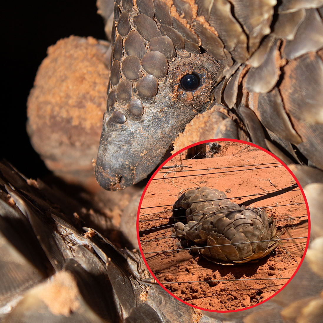 Sparking to save small vertebrates