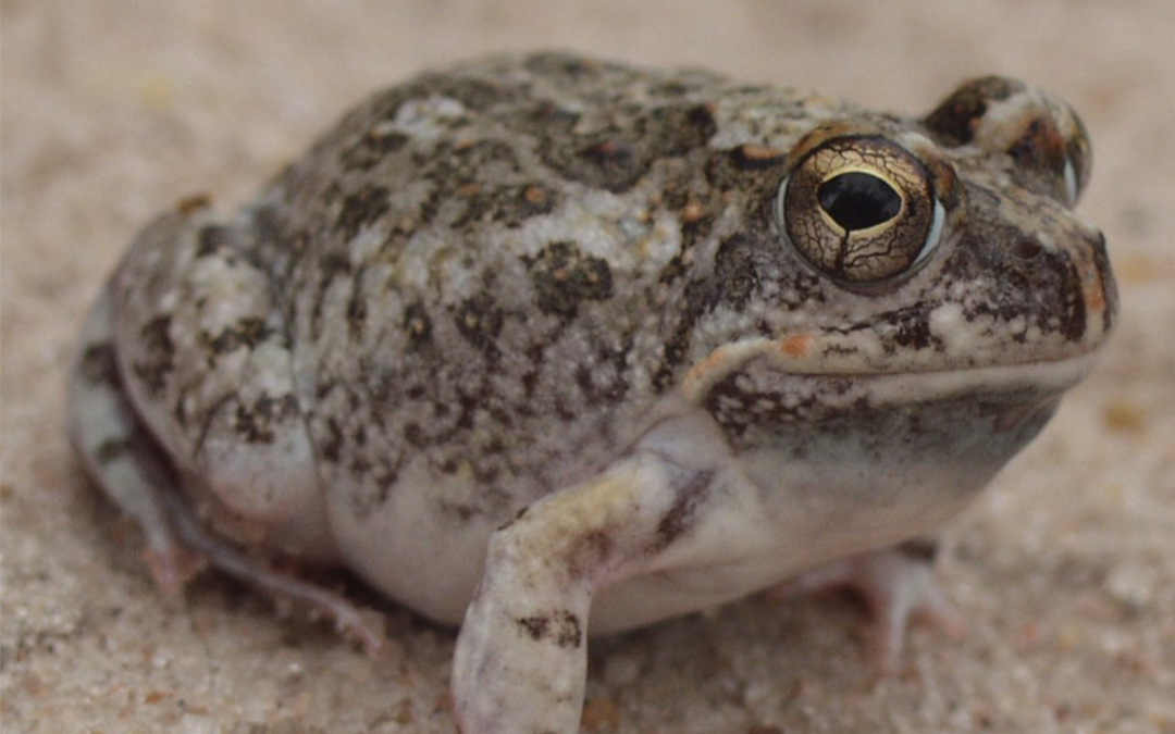 A new sand frog discovered in Mozambique
