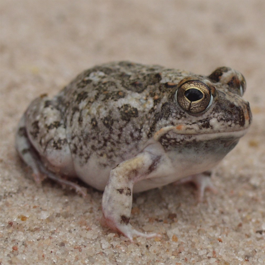 A new sand frog discovered in Mozambique