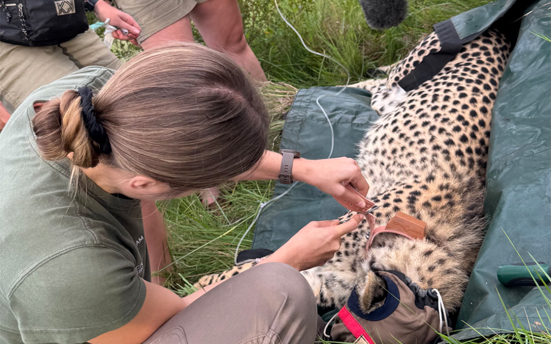 Cheetah range expanded into new Mpumalanga reserve