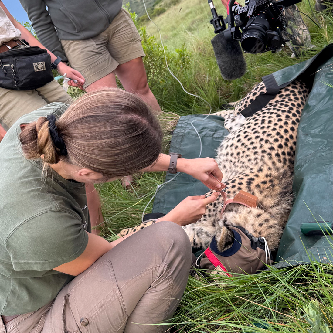 Cheetah range expanded into new Mpumalanga reserve