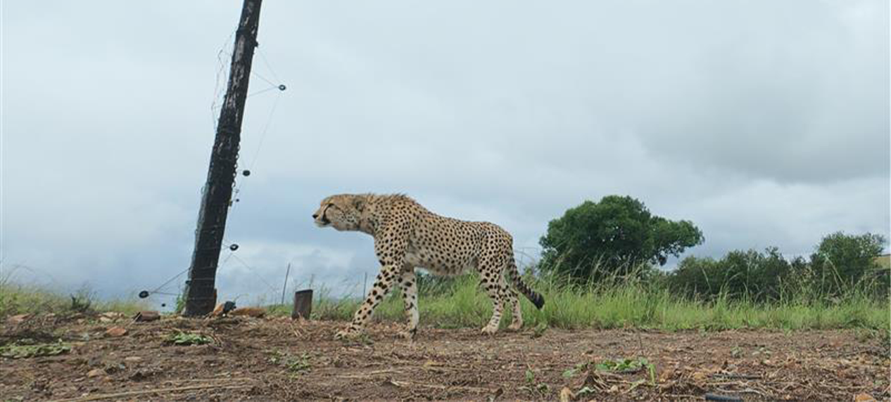 conservation_matters-endangered_wildlife_trust-APRIL_2025_web 15 (3)