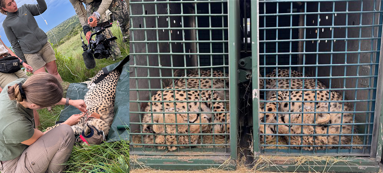 conservation_matters-endangered_wildlife_trust-APRIL_2025_web 15 (4)