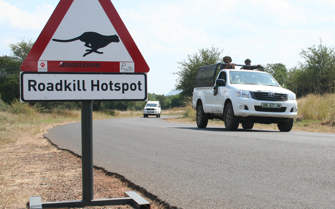 Roadkill remains a problem along South Africa’s major transport corridors