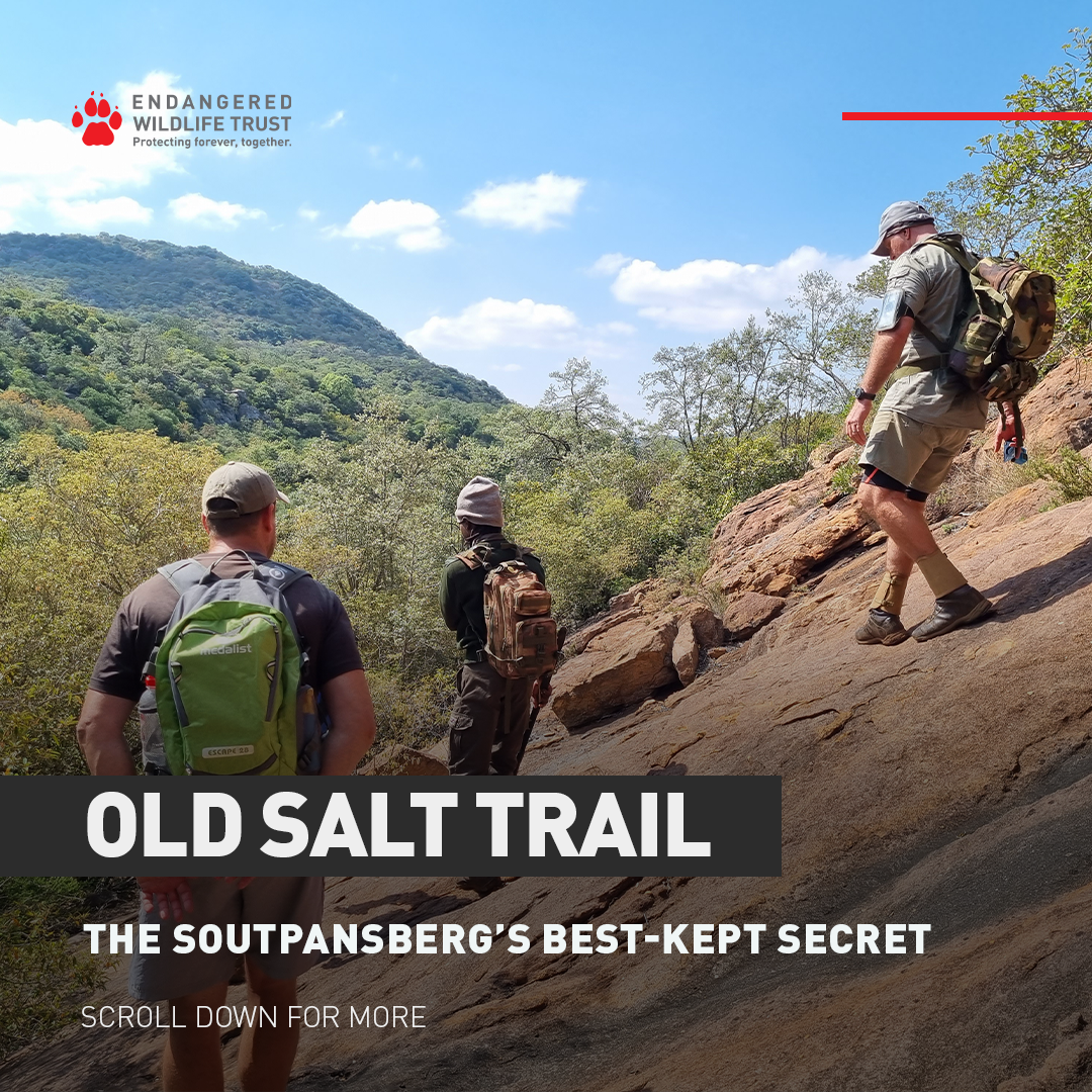Old Salt Trail - 2025