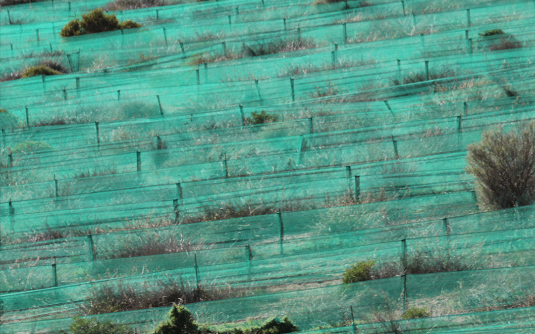 Greater awareness and action required to address desertification and restore habitats