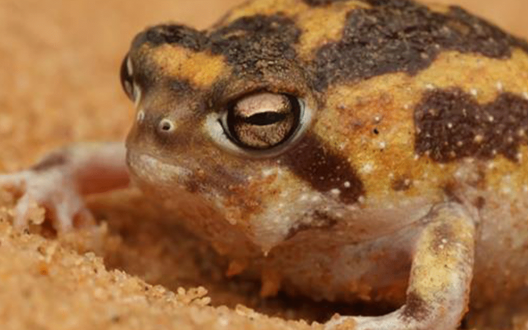 Rediscovering Lost Species: A Key to Conserving South Africa’s Biodiversity