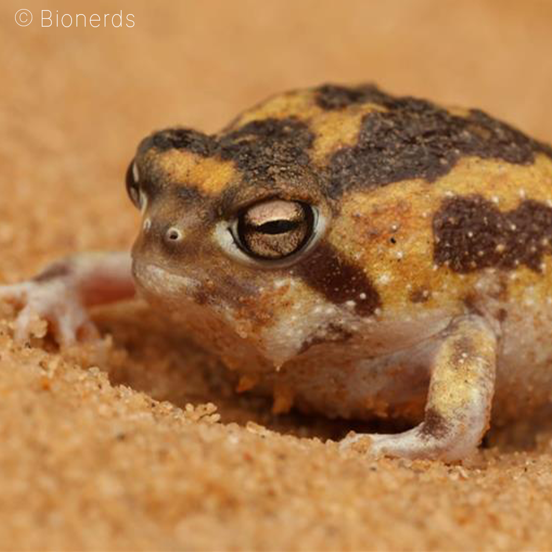 Rediscovering Lost Species: A Key to Conserving South Africa’s Biodiversity
