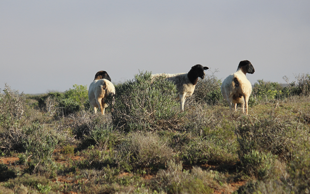 Fighting for South Africa’s Drylands: Conservation Amid Challenges