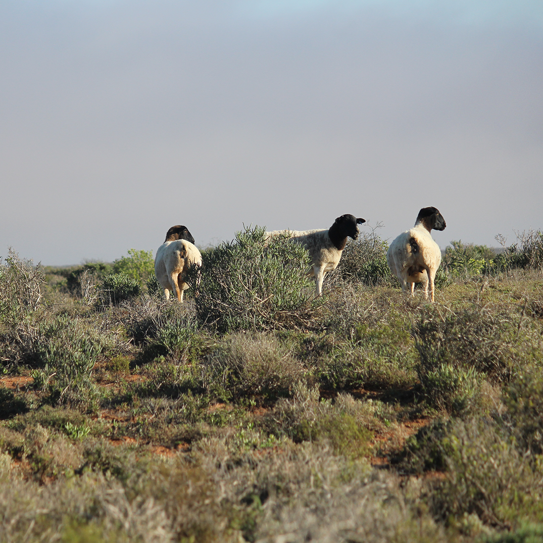 Fighting for South Africa’s Drylands: Conservation Amid Challenges