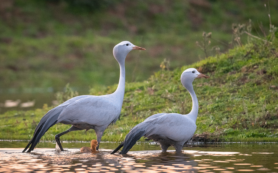 Blue Cranes uplisted to Vulnerable: A wake-up call for conservation