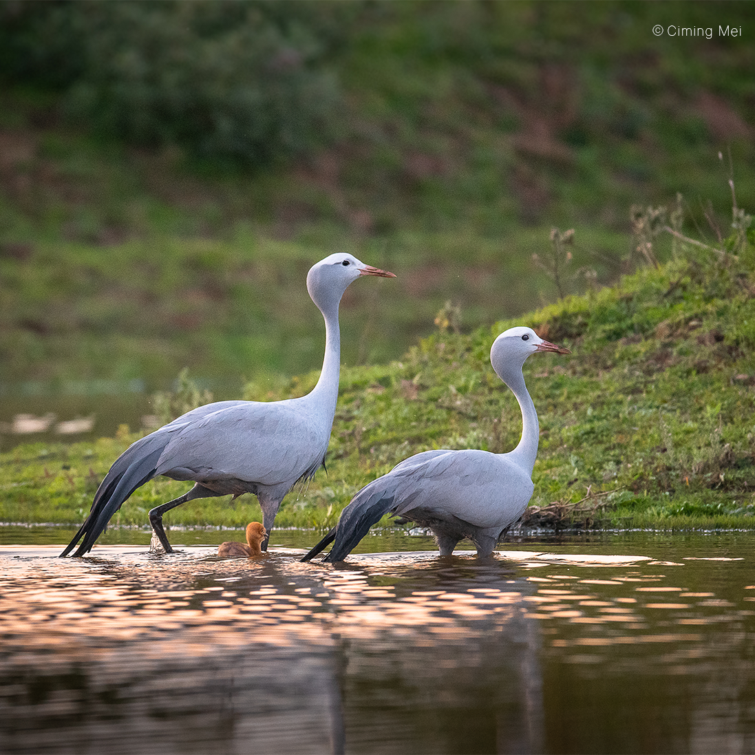 Blue Cranes uplisted to Vulnerable: A wake-up call for conservation