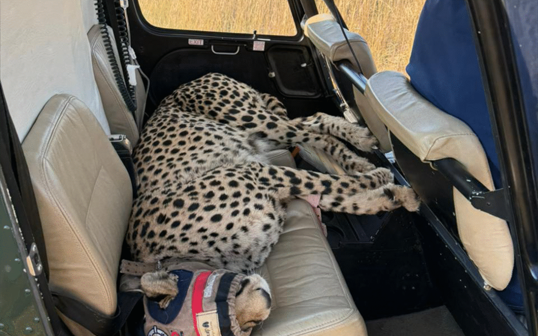 Njozi’s Great Escape:  Safely Back at Rietvlei Nature Reserve