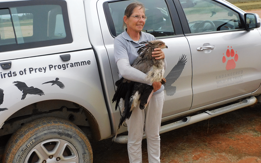 A Secretary Bird’s flight to recovery