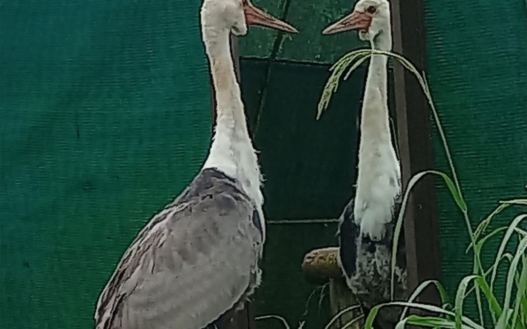 Nandi’s Journey: Lessons from a Wattled Crane’s Rehabilitation