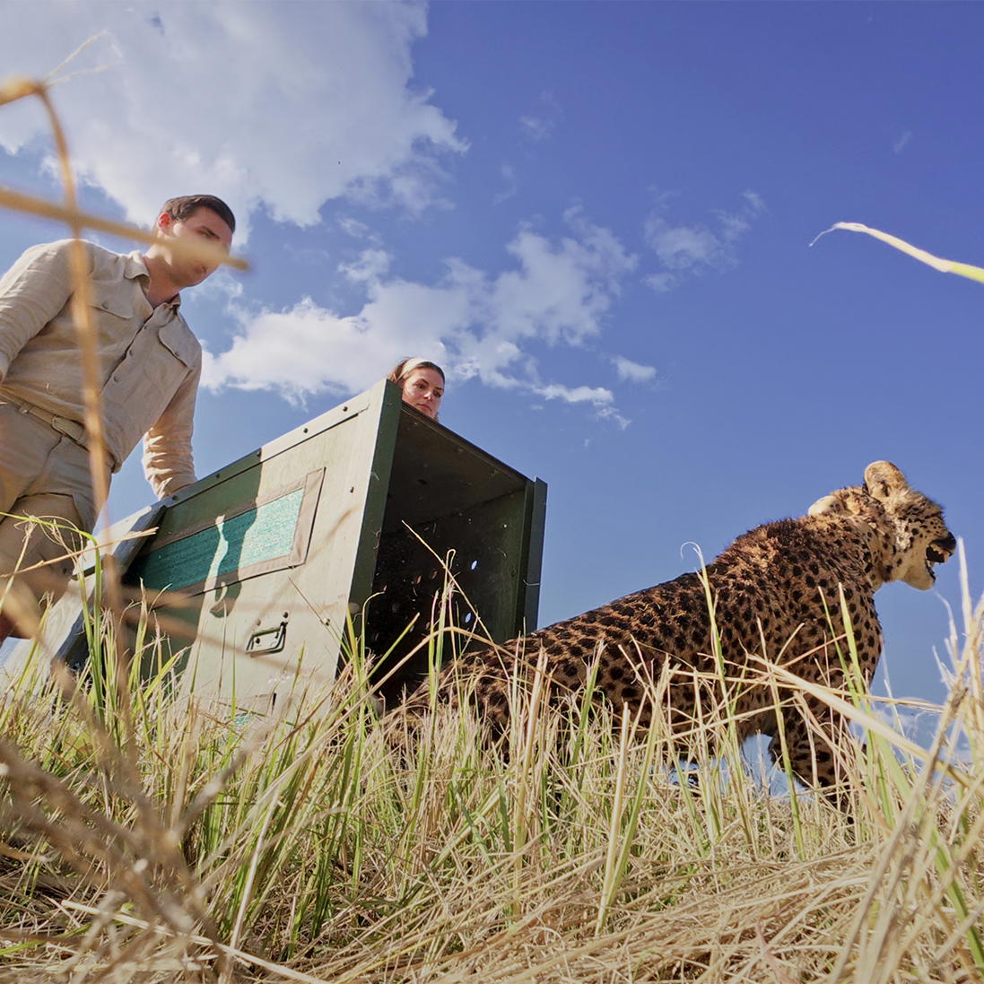 Taking Flight: Mpumalanga’s Cheetah Population Is Taking Shape