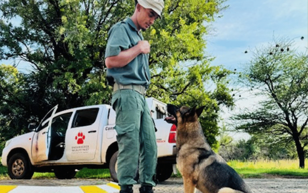Four Paws Against Poaching: Canines in Conservation at Pilanesberg