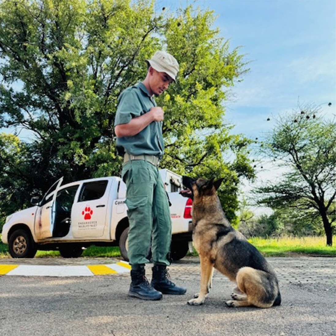 Four Paws Against Poaching: Canines in Conservation at Pilanesberg