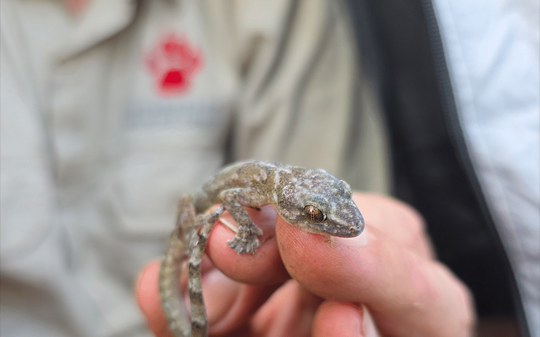 ‘Lost’ Gecko Rediscovered After 33 Years in Blyde River Canyon