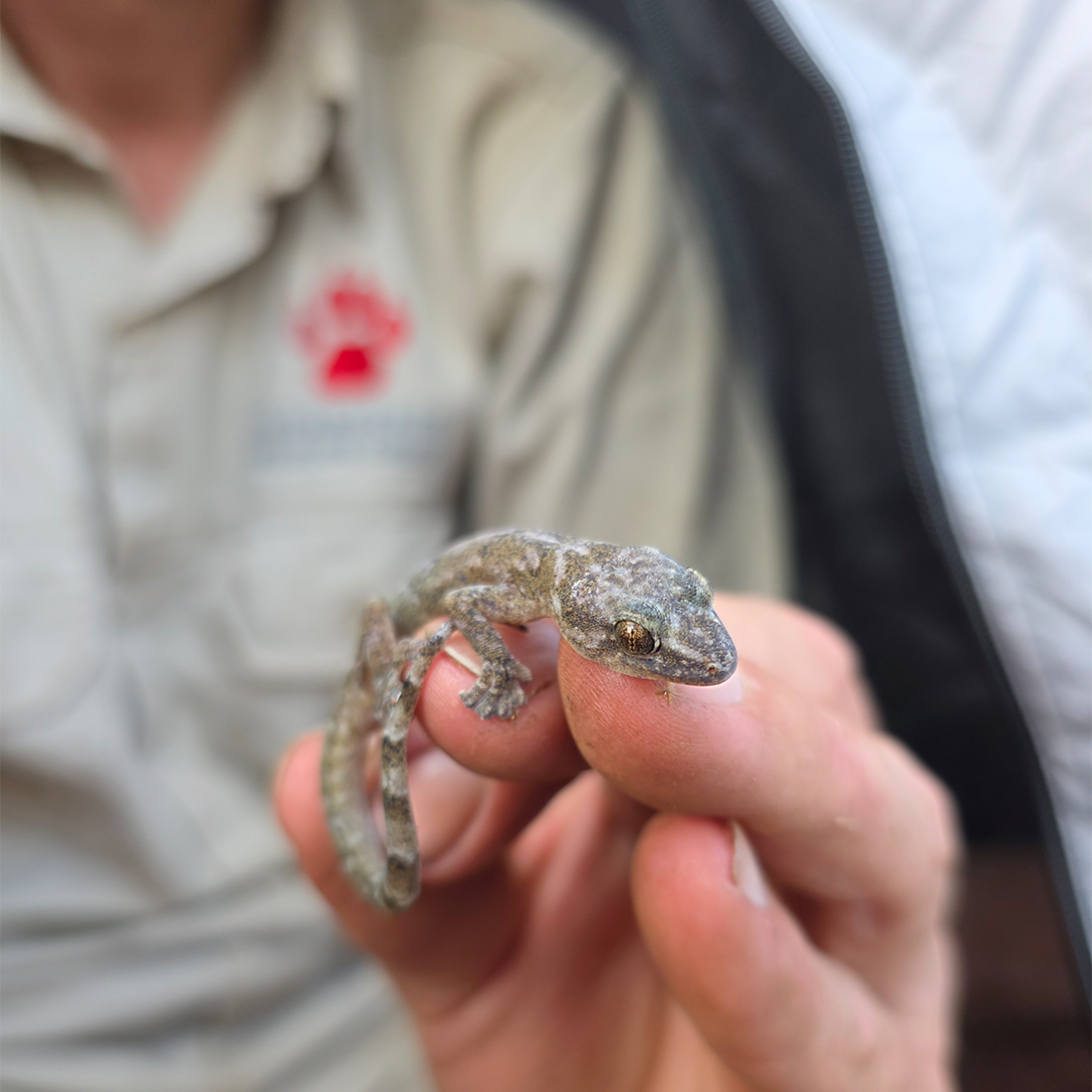 ‘Lost’ Gecko Rediscovered After 33 Years in Blyde River Canyon