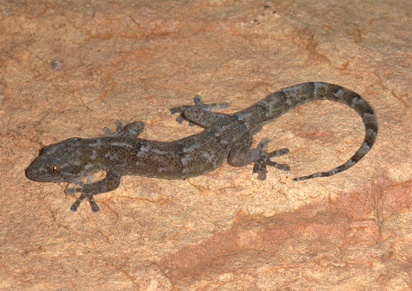 Afroedura rondavelica_Adult female