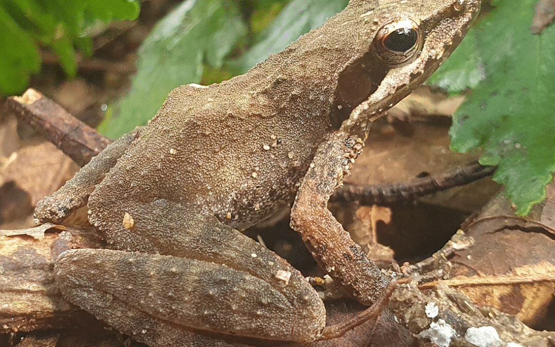 Caught on Camera: Insights into the Secret Life of Kloof Frogs