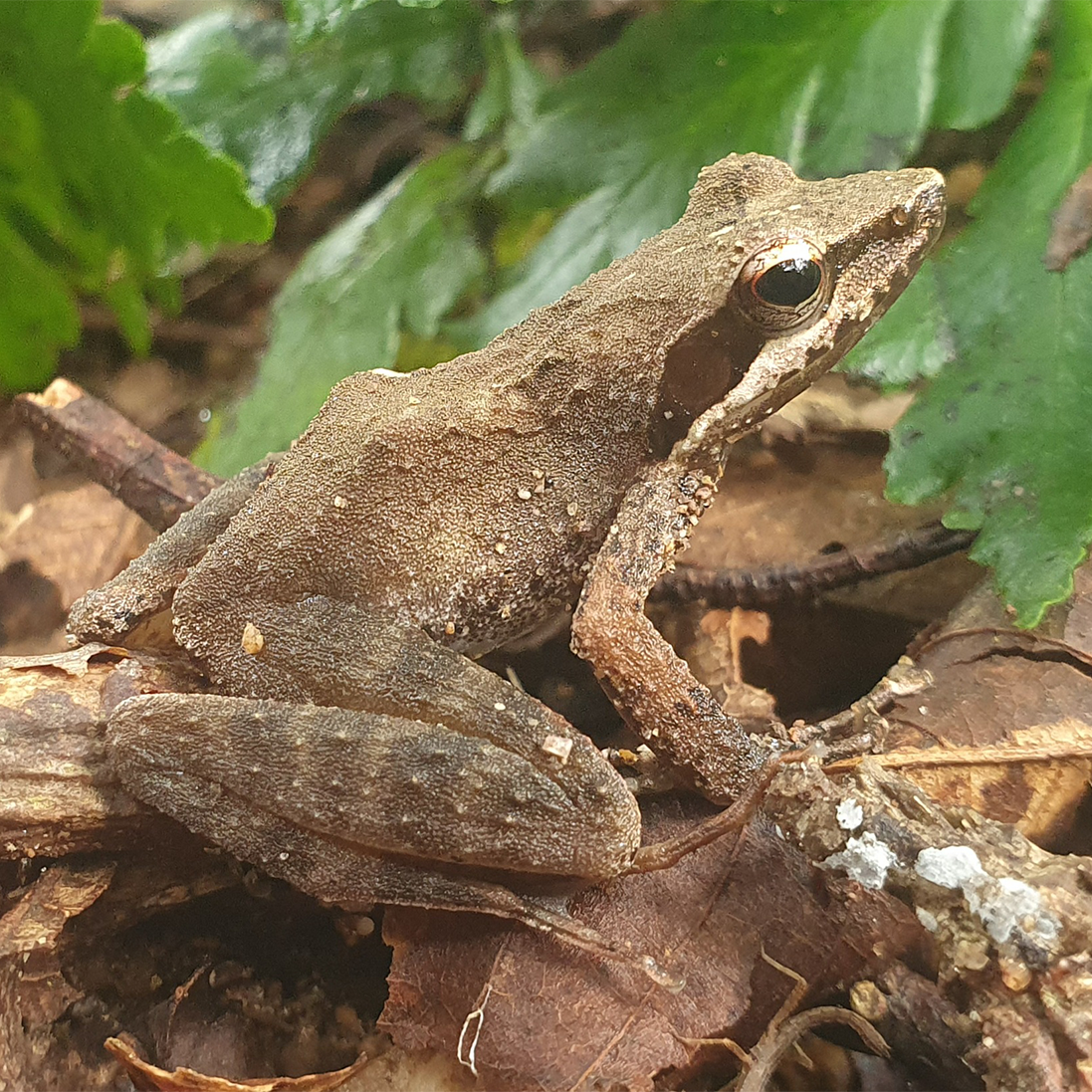 Caught on Camera: Insights into the Secret Life of Kloof Frogs