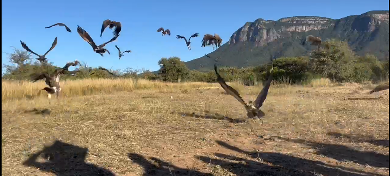 Vultures being released back into the wild