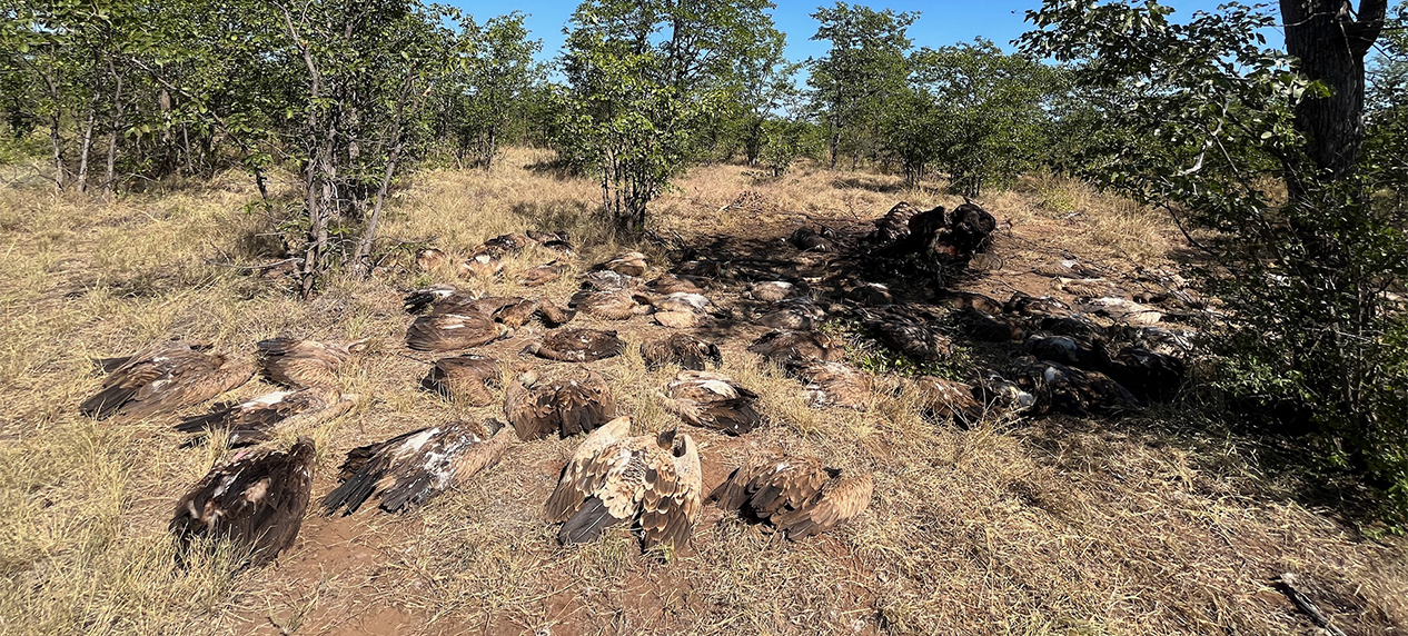 Vultures found dead and alive at the scene of a mass poisoning event