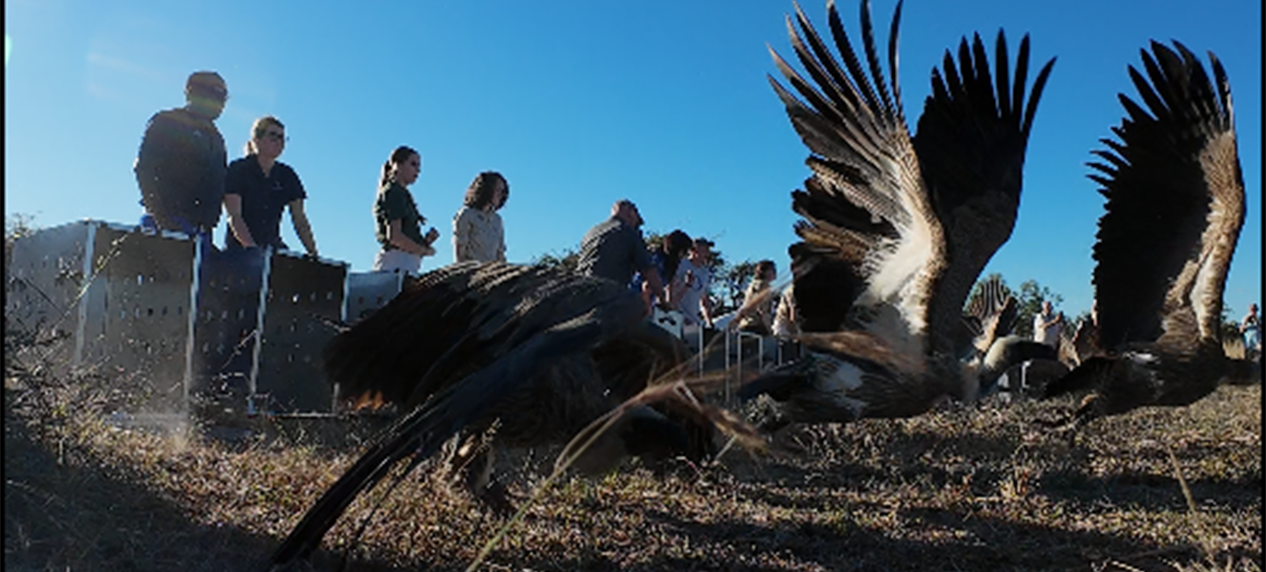 healthy vultures being release after mass poisoning event