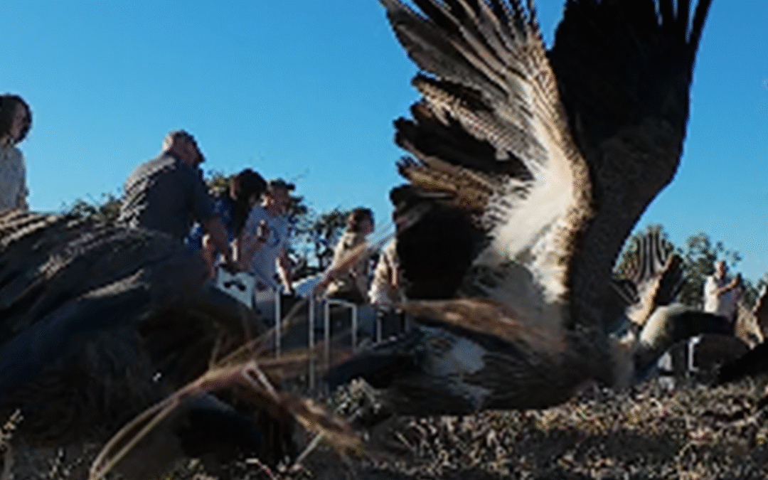 Saving 84 Vultures: A Landmark Poisoning Response in Kruger National Park