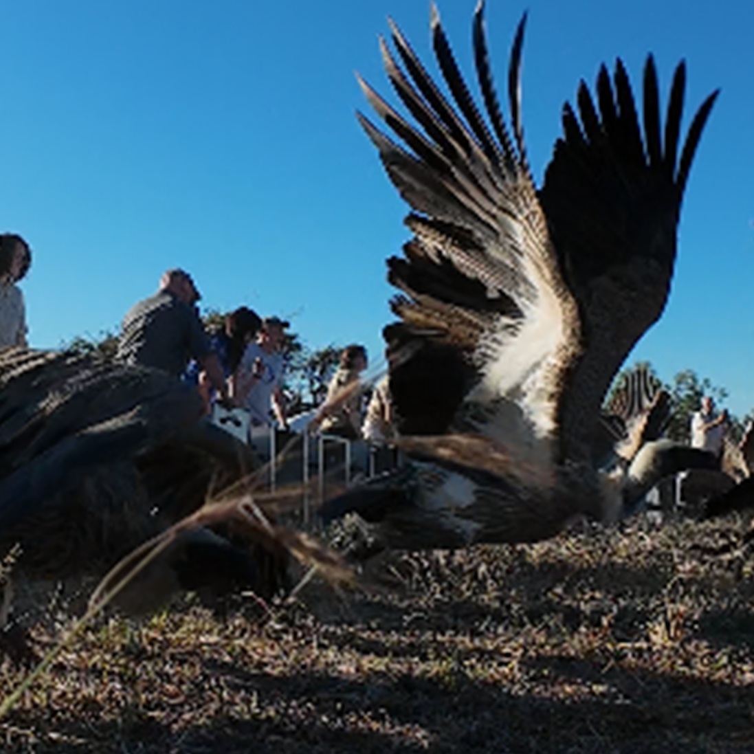 Saving 84 Vultures: A Landmark Poisoning Response in Kruger National Park