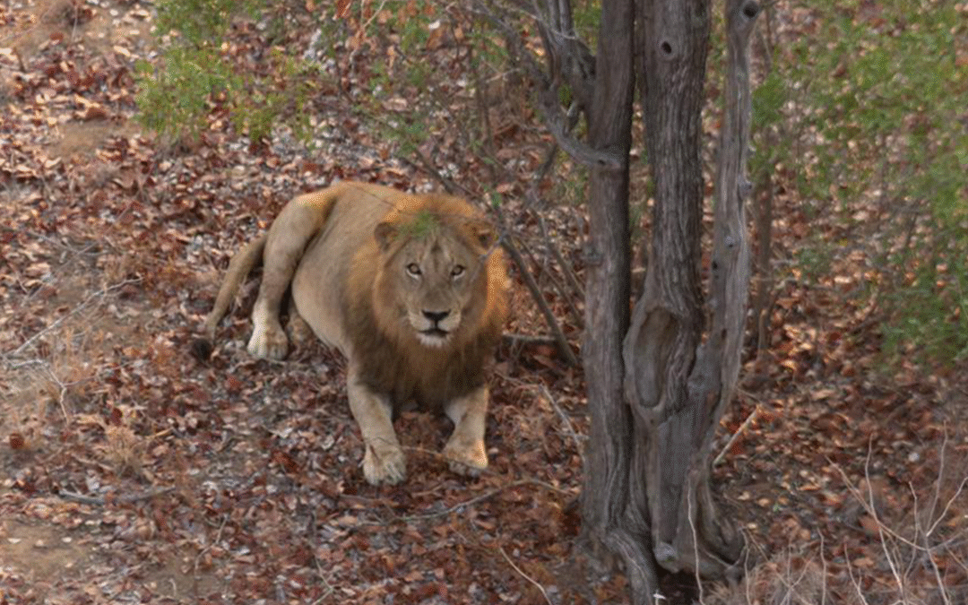 Unsustainable anthropogenic mortality threatens the long-term viability of lion populations in Mozambique