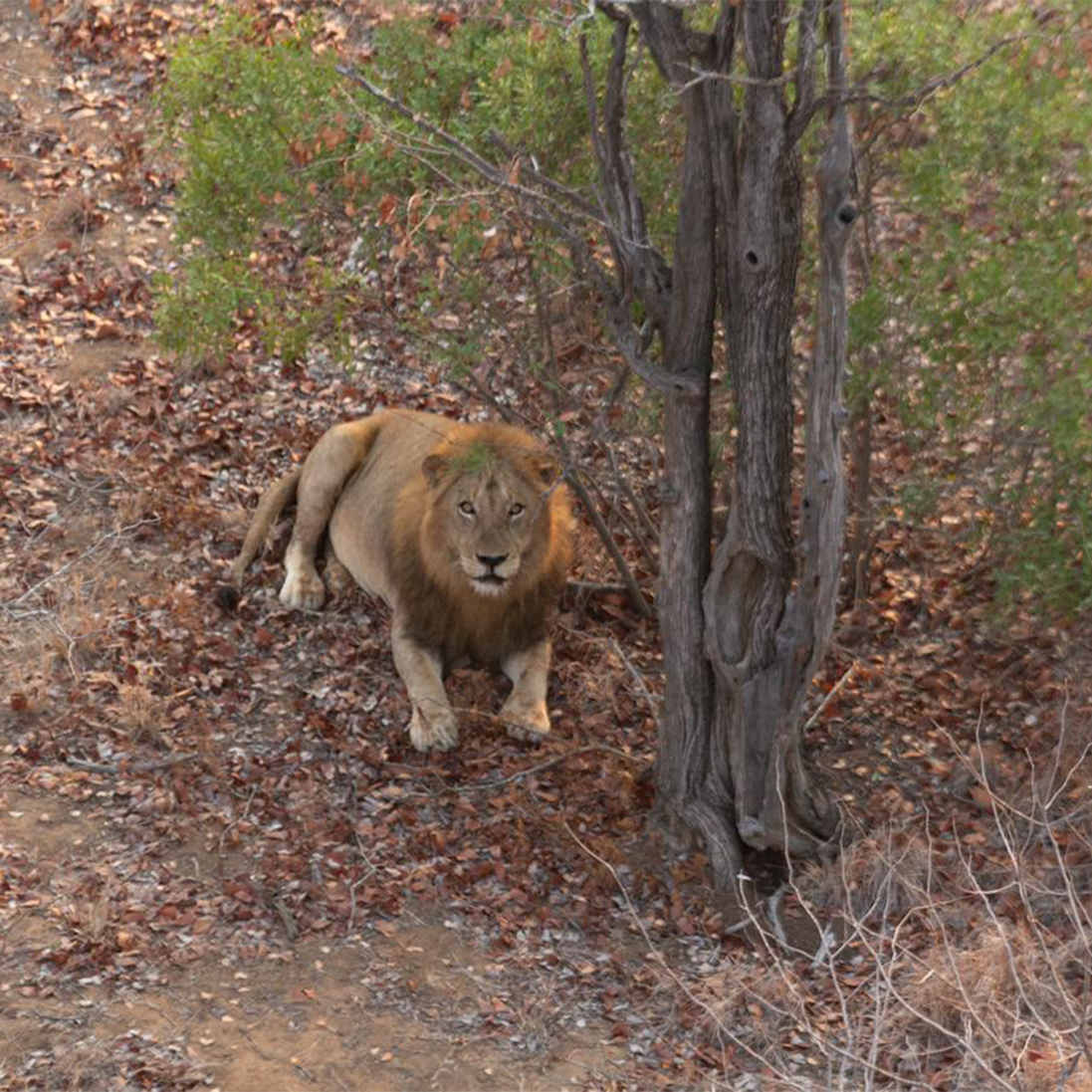 Unsustainable anthropogenic mortality threatens the long-term viability of lion populations in Mozambique