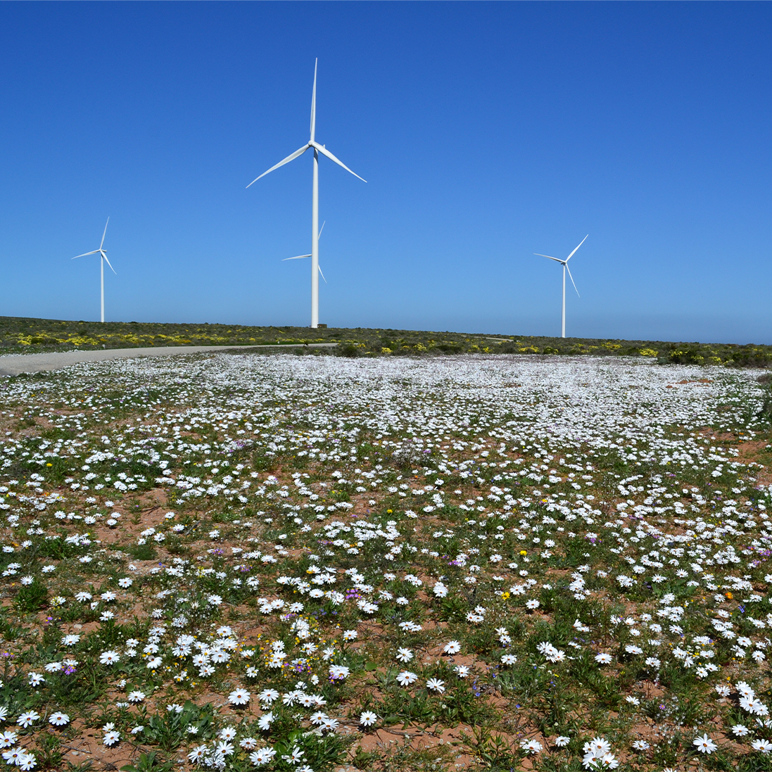 Biodiversity and Business Unit contributes to development of South Africa’s National Biodiversity Strategy and Action Plan