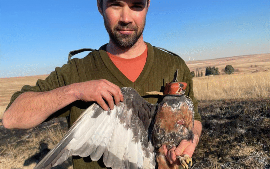 Wings and Wind: Tracking Birds to Guide Safer Wind Energy Development in Mpumalanga