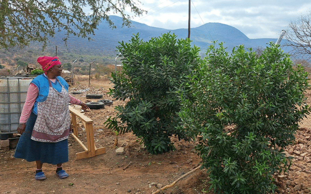 Sowing Seeds of Hope – the Endangered Wildlife Trust’s Medicinal Plant Initiative