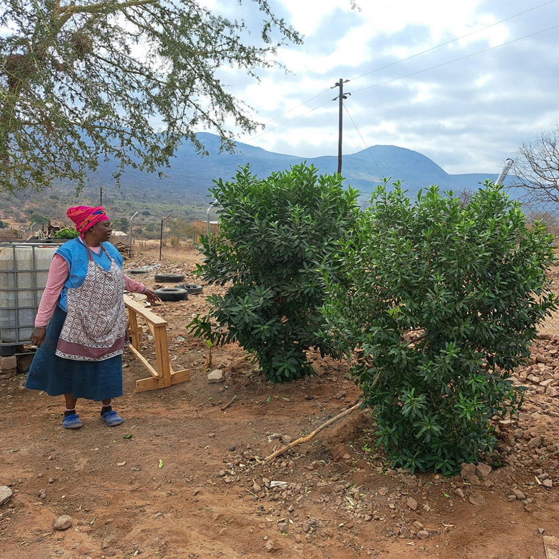 Sowing Seeds of Hope – the Endangered Wildlife Trust’s Medicinal Plant Initiative