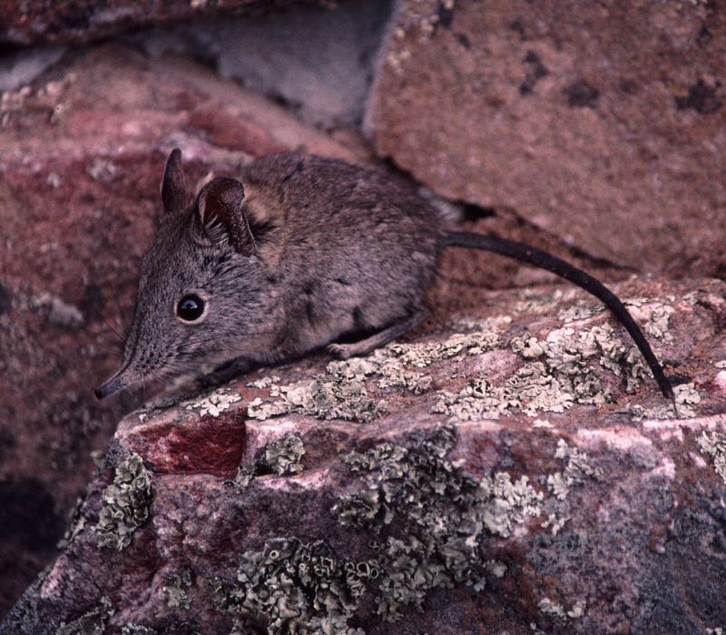 Bushveld elephant shrews Elephantulus intufi occur on Kalahari sands