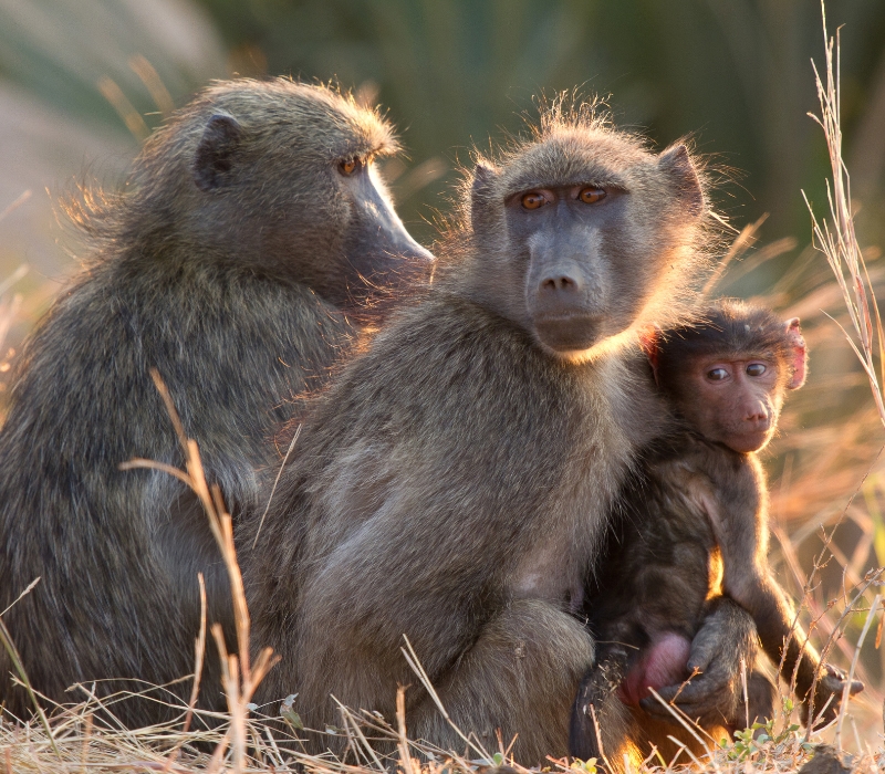 Bushveld elephant shrews Elephantulus intufi occur on Kalahari sands