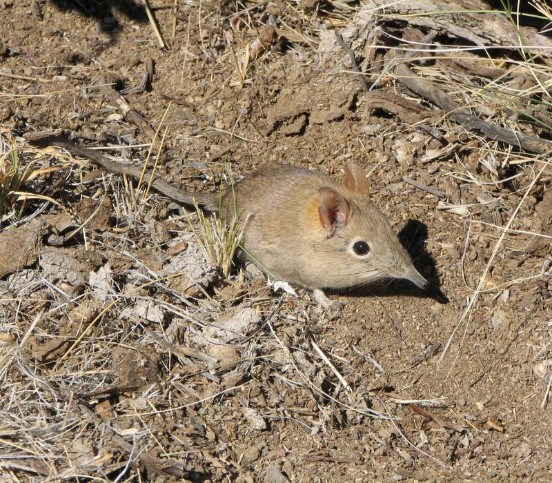 Bushveld elephant shrews Elephantulus intufi occur on Kalahari sands