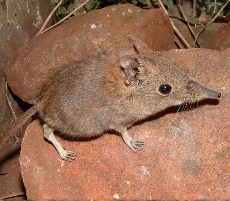 Bushveld elephant shrews Elephantulus intufi occur on Kalahari sands