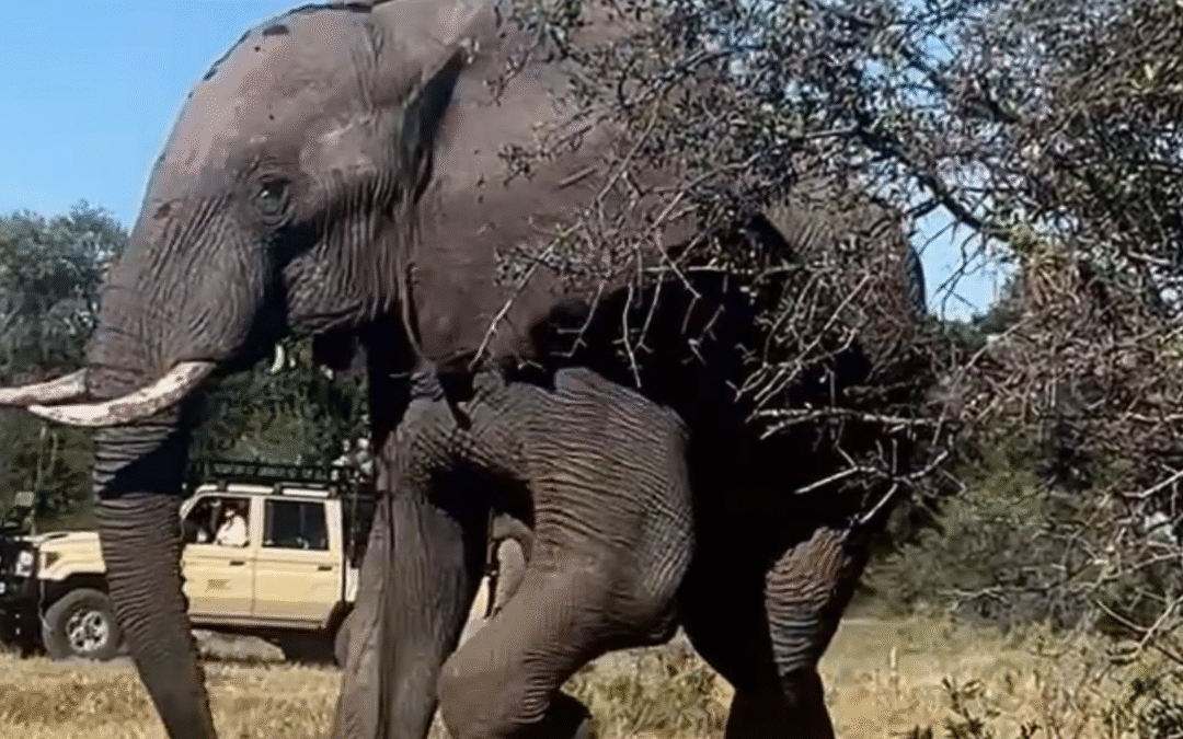 My first close-up encounter with an elephant