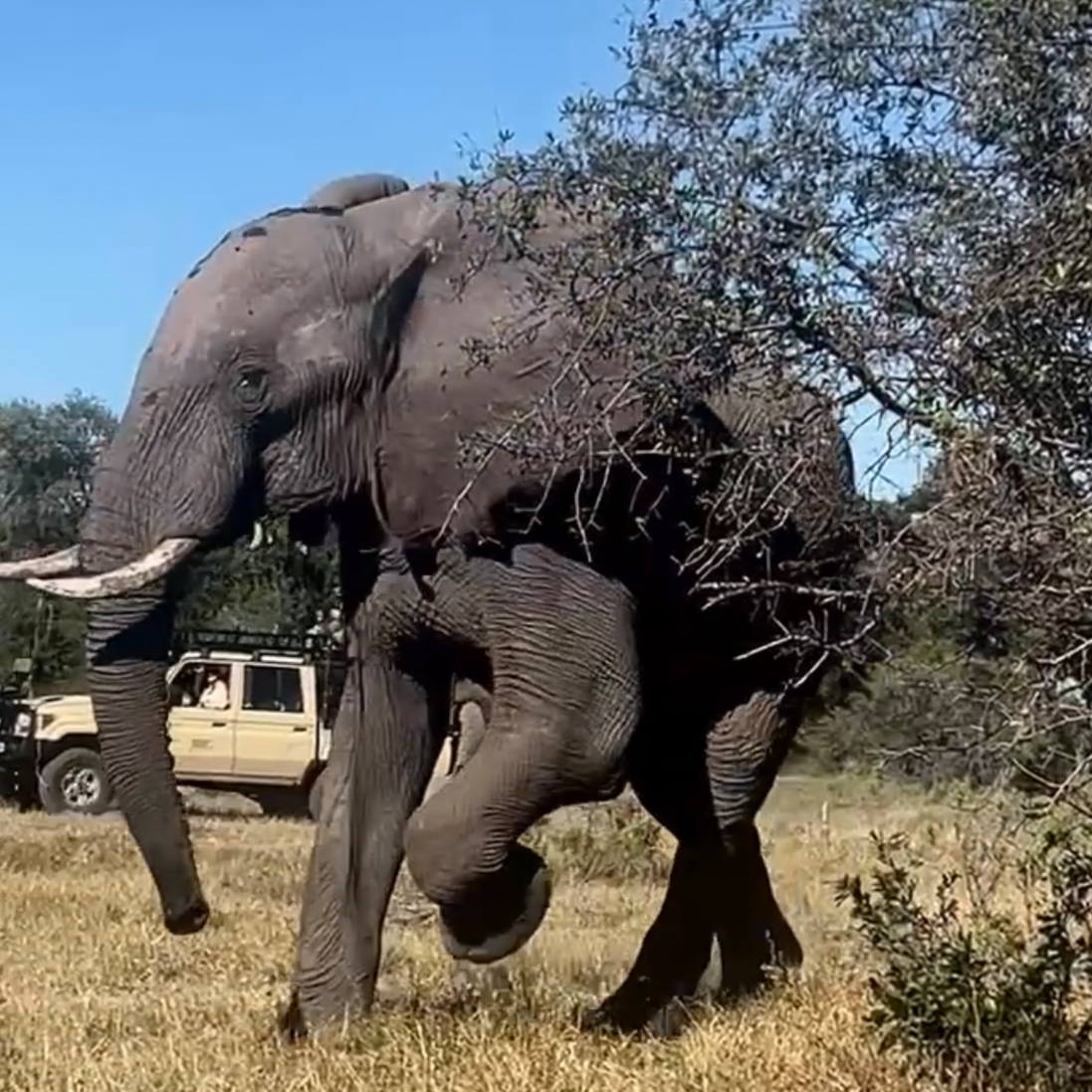 My first close-up encounter with an elephant