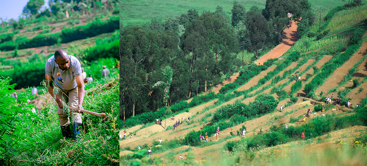Community members participating in Rugezi Marsh wetland conservation initiatives