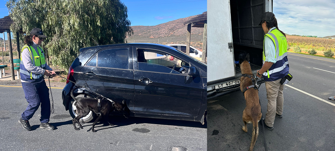 K9 unit dogs supporting police operations in Western Cape