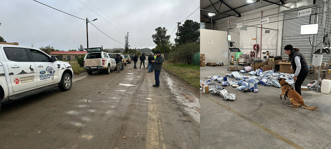 EWT Canine Conservation Unit assisting law enforcement in South Africa