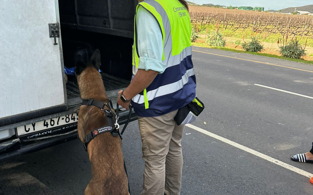 EWT Conservation Canines show their worth during police operations